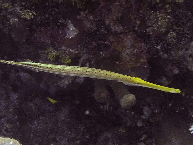 Photo at La Patanita:  Trumpetfish