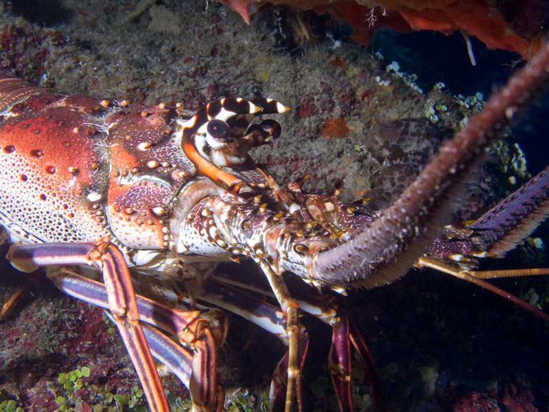 Photo at La Guasa:  Lobster