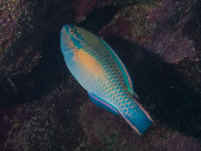 Photo at Camaronero II:  Princess parrotfish