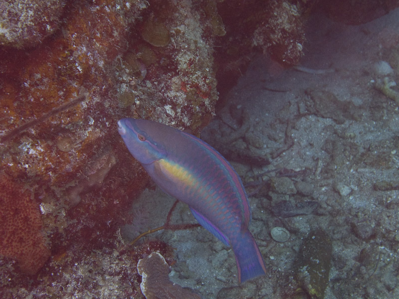 Photo at Coronita:  Princess parrotfish
