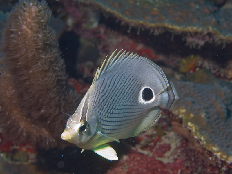 Photo at Coronita:  Foureye butterflyfish