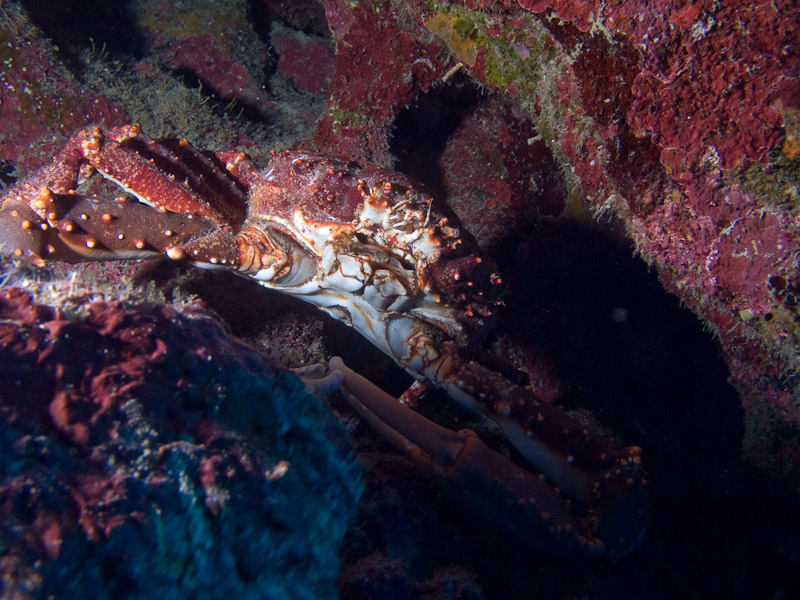 Photo at Coronita:  Crab