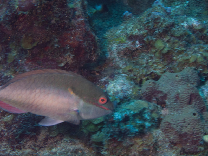 Photo at Coronita:  Redband parrotfish
