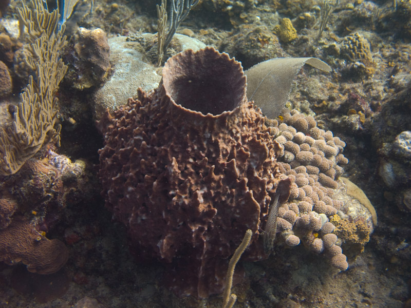 Photo at Coronita:  Barrel Sponge