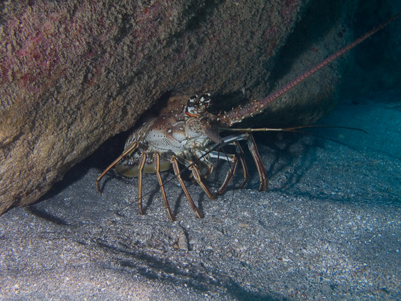 Photo at Faro de Luna:  Lobster