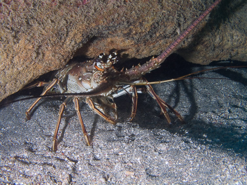 Photo at Faro de Luna:  Lobster
