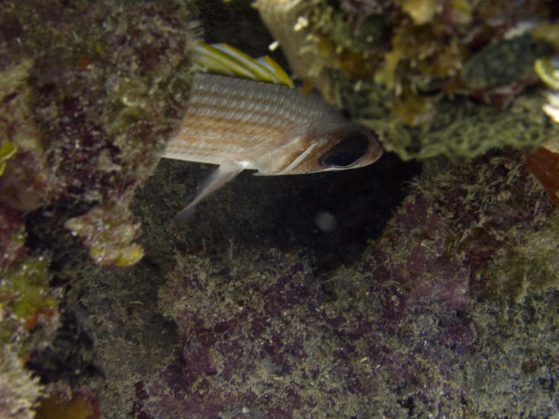 Photo at Faro de Luna:  Longjaw squirrelfish