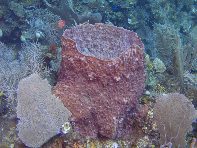 Photo at Punta Gavilanes:  Barrel Sponge