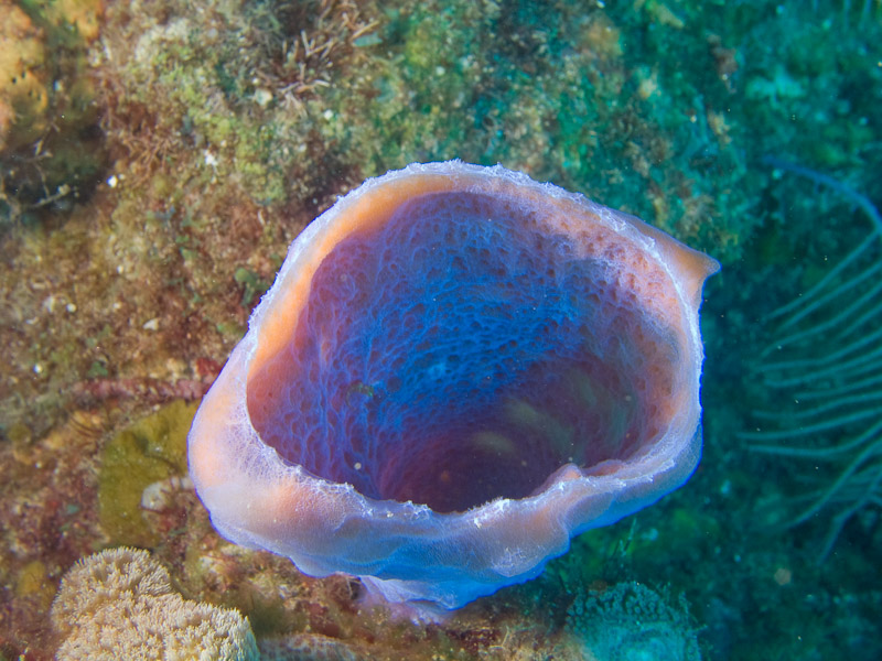 Photo at Punta Gavilanes:  Vase Sponge
