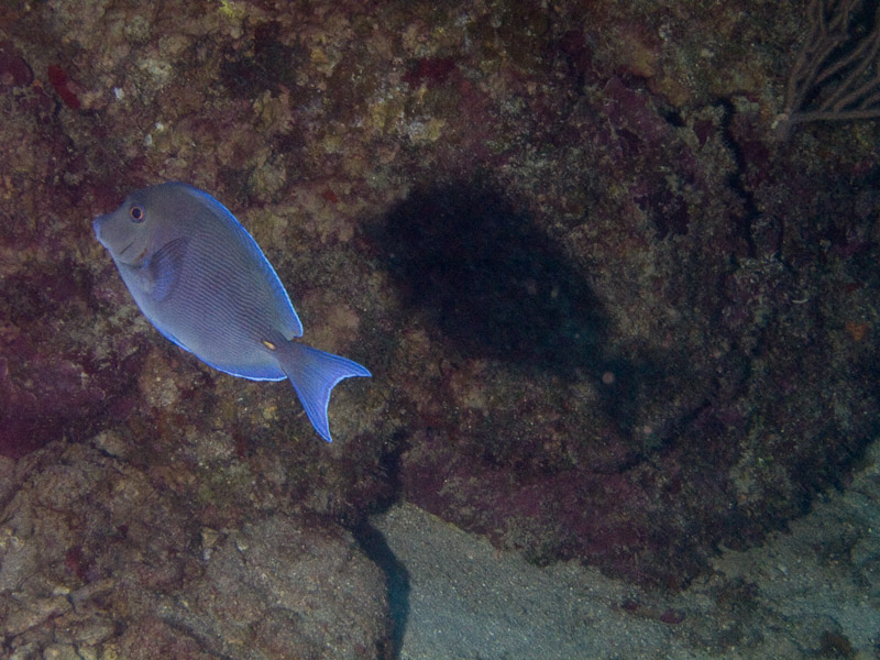Photo at Punta Gavilanes:  Blue tang surgeonfish