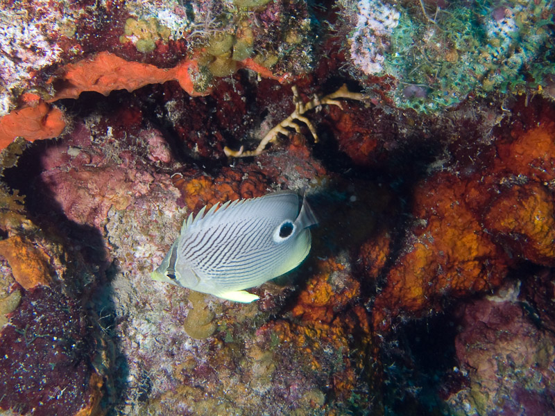 Photo at Punta Gavilanes:  Foureye butterflyfish