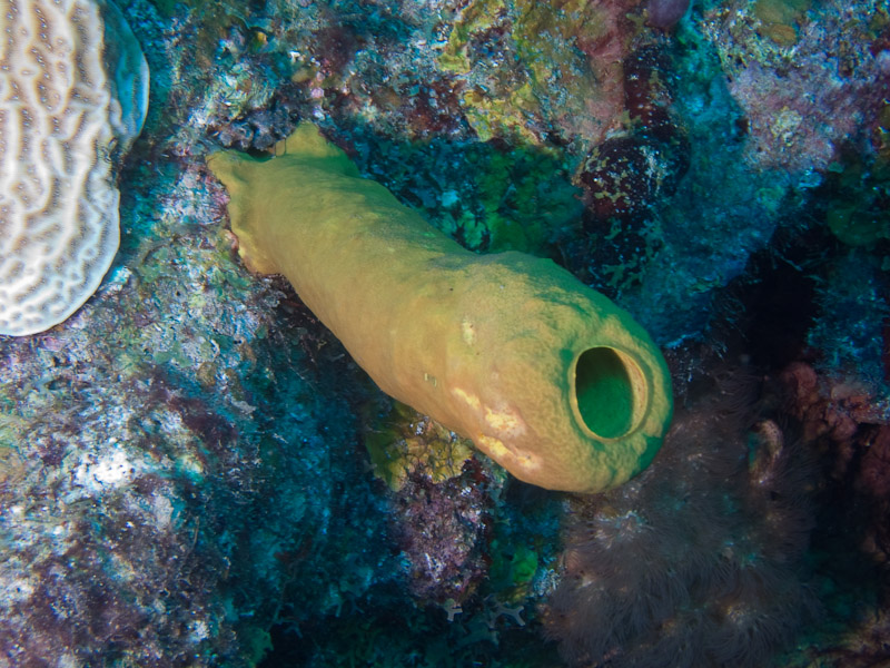 Photo at Punta Gavilanes:  Tube Sponge