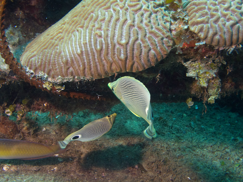 Photo at La Patana:  Foureye butterflyfish
