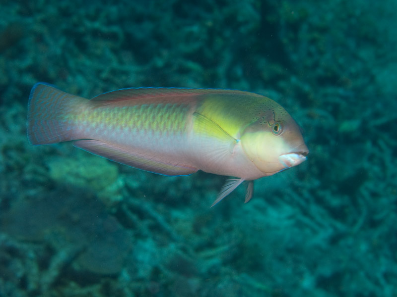 Photo at La Patana:  Parrotfish