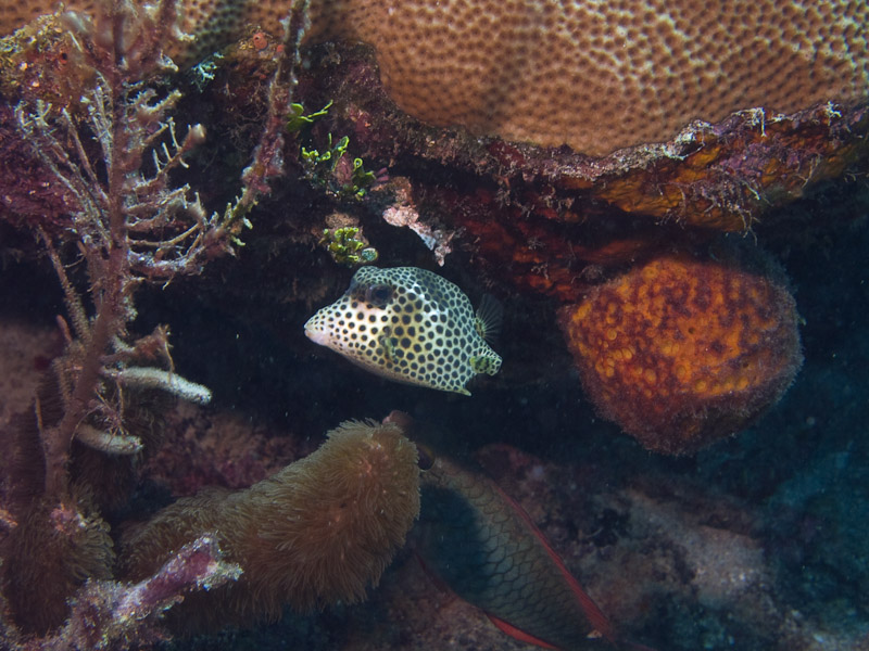 Photo at La Patana:  Spotted Trunkfish