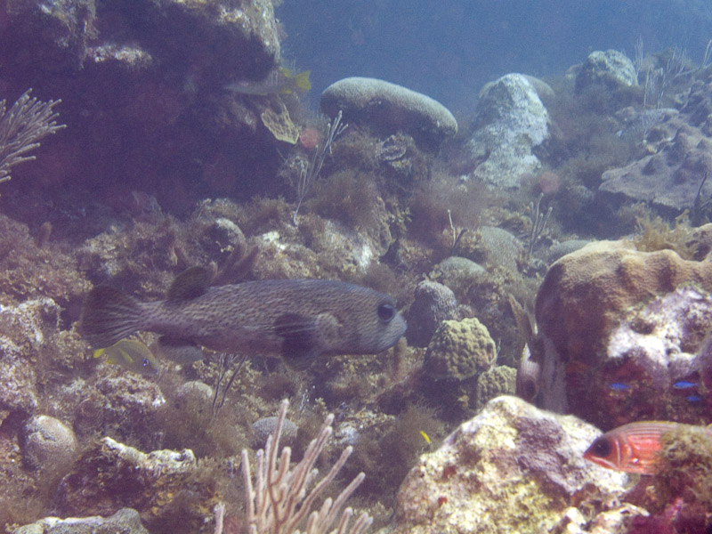 Photo at Off-Limits:  Spot-fin porcupinefish ('Balloonfish')