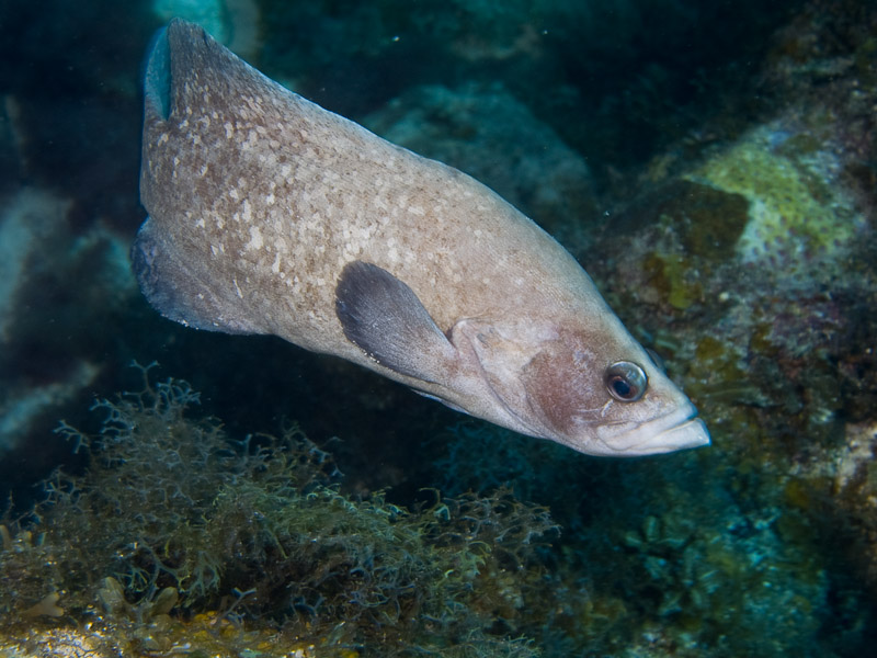 Photo at Off-Limits:  Greater soapfish