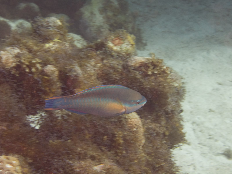 Photo at Off-Limits:  Princess parrotfish