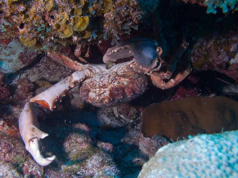 Photo at Off-Limits:  Crab