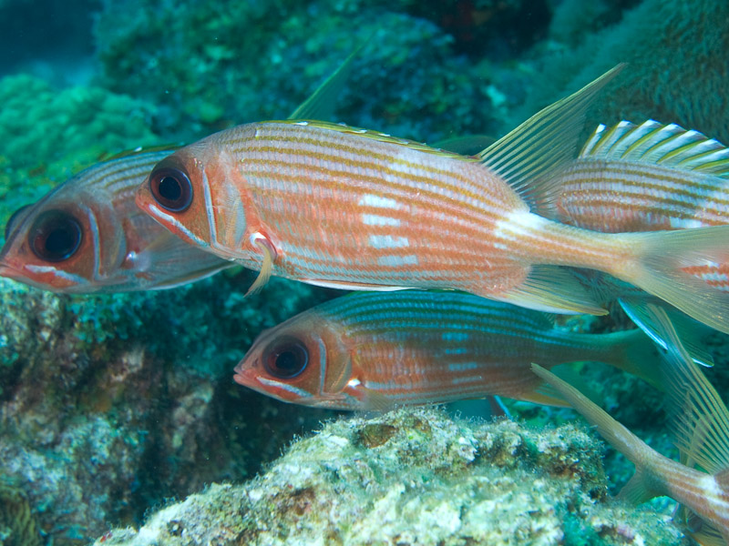 Photo at Off-Limits:  Longspine squirrelfish