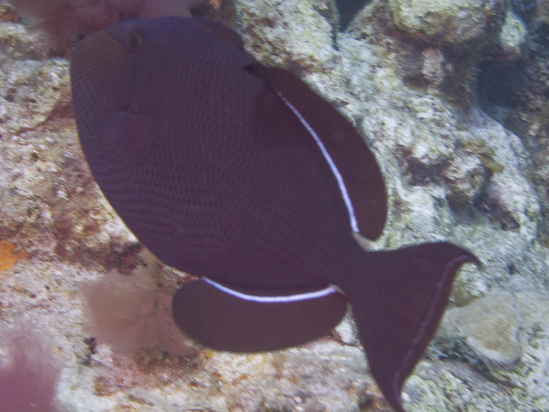 Photo at Off-Limits:  Black triggerfish