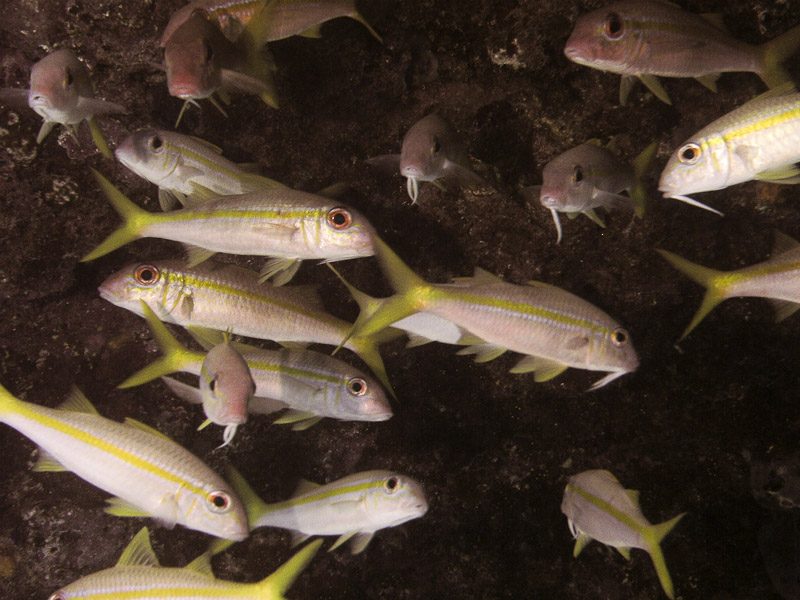 Photo at Off-Limits:  Yellow goatfish