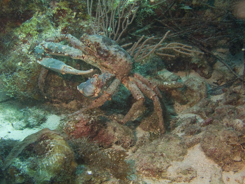 Photo at Golden Valley (55):  Crab