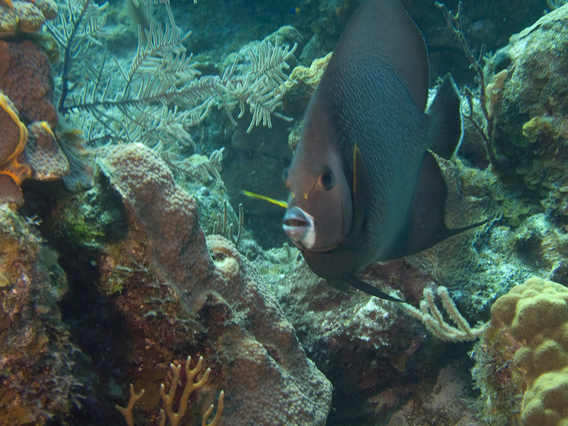 Photo at Golden Valley (55):  Gray angelfish
