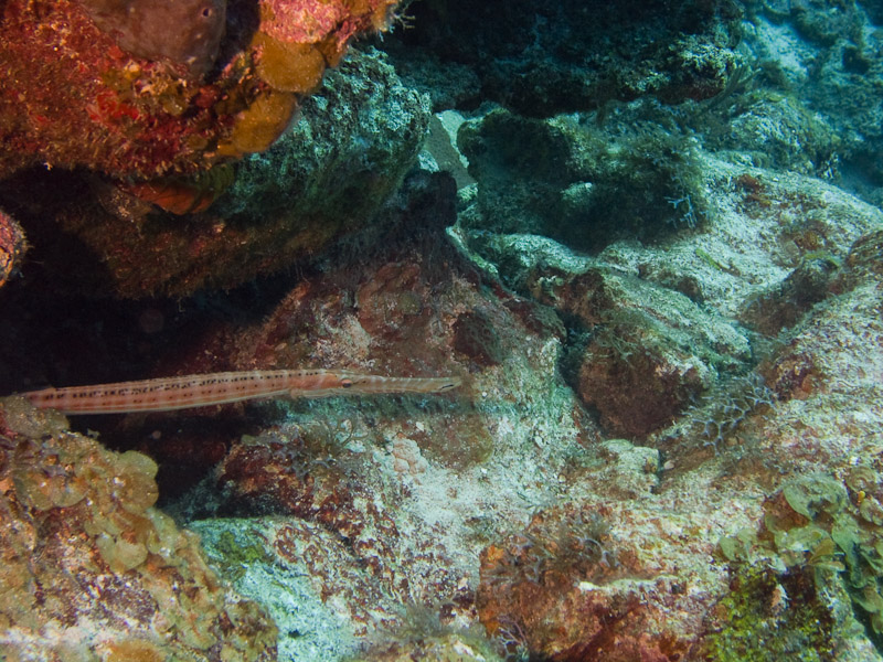 Photo at Hidden Passage (14):  Trumpetfish