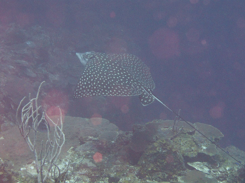Photo at Hidden Passage (14):  Spotted Eagle Ray
