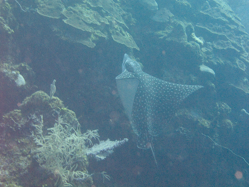 Photo at Hidden Passage (14):  Spotted Eagle Ray