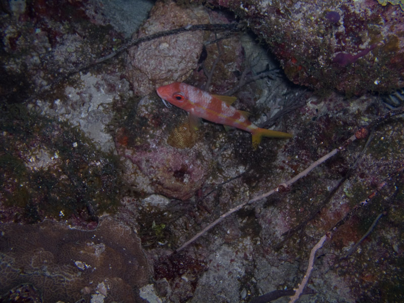 Photo at Low Wall (56):  Red goatfish