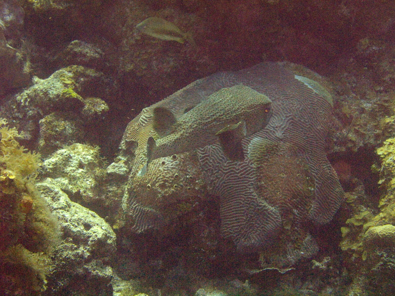 Photo at Black Coral Wall (1):  Spot-fin porcupinefish ('Balloonfish')