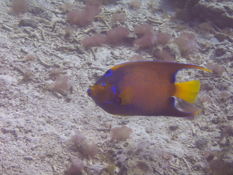 Photo at Black Coral Wall (1):  Queen Angelfish