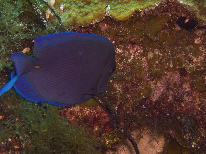Photo at Black Coral Wall (1):  Blue tang surgeonfish