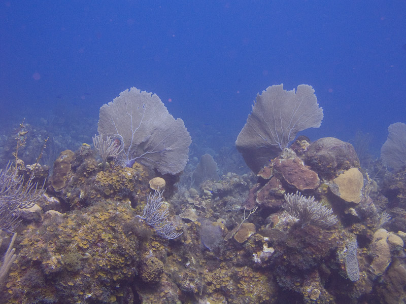 Photo at Angel Fish Peak (51):  Gorgonian Sea Fan