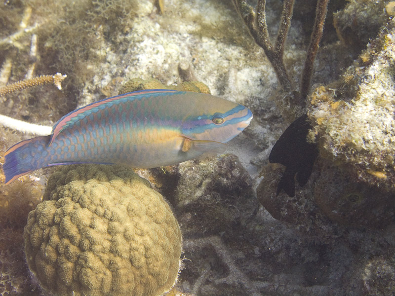 Photo at Muke's Paradise:  Princess parrotfish