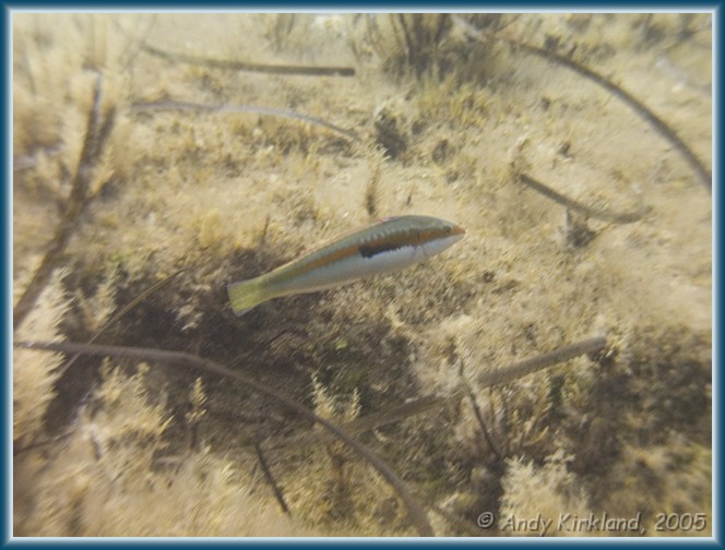 Photo at Achilaes: Mediterranean rainbow wrasse