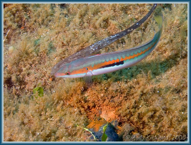Photo at Achilaes: Mediterranean rainbow wrasse