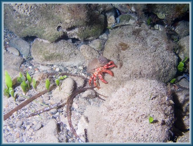 Photo at Old Roman Wall: Hermit crab 