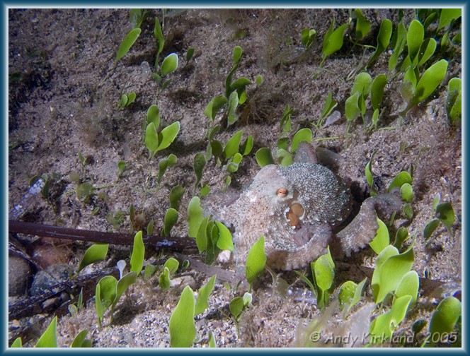 Photo at Old Roman Wall: 