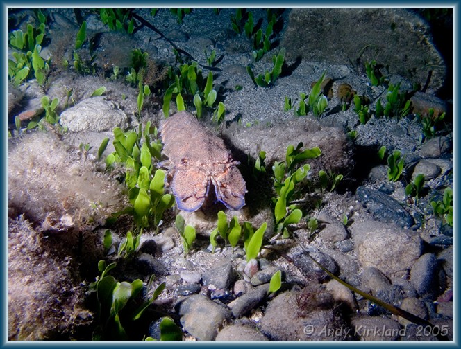 Photo at Old Roman Wall: Slipper lobster 