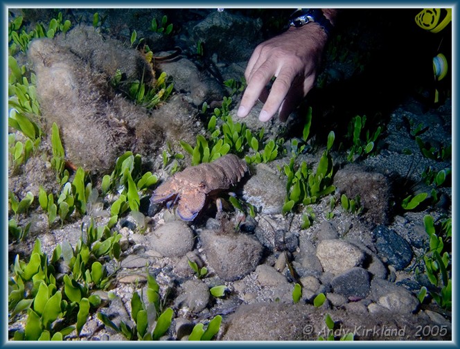 Photo at Old Roman Wall: Slipper lobster 