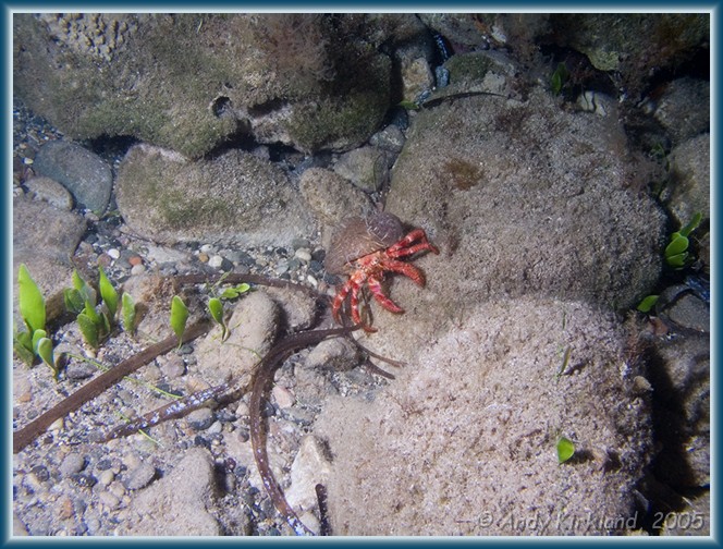 Photo at Old Roman Wall: Hermit crab 