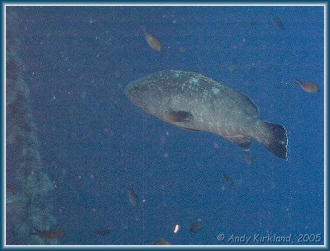 Photo at Zenobia: 