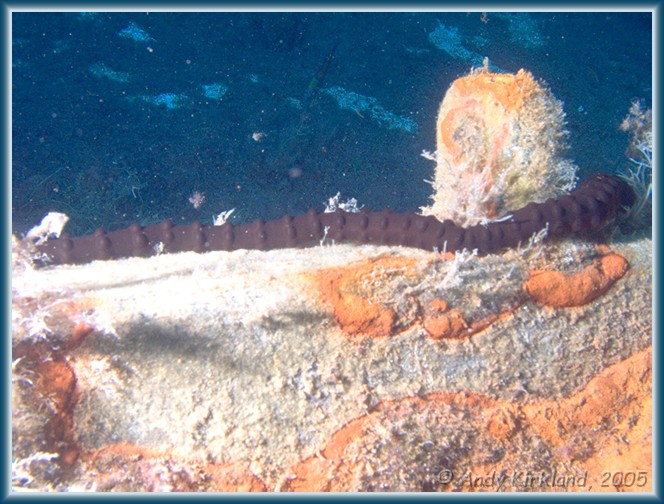 Photo at Zenobia: 
