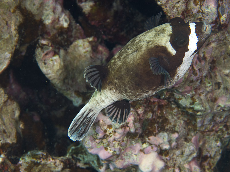 Photo at Islands:  Masked puffer