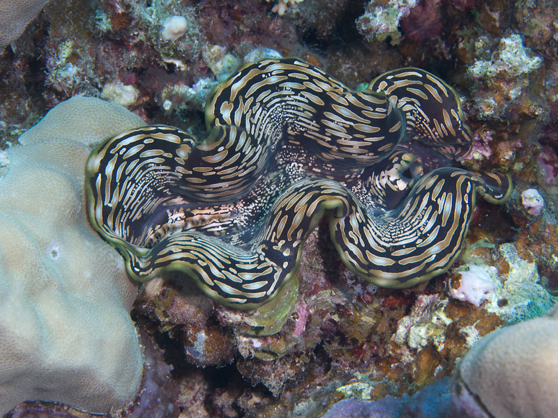 Photo at Islands:  Giant Clam