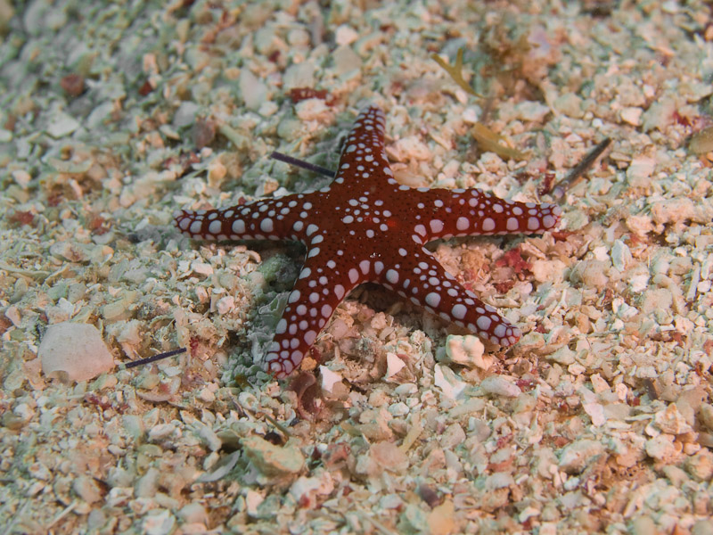 Photo at Islands:  Ghardaqa Sea Star