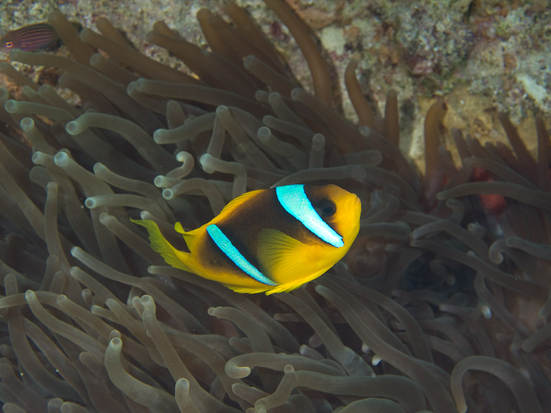 Photo at Canyon Coral Garden:  Twoband anemonefish